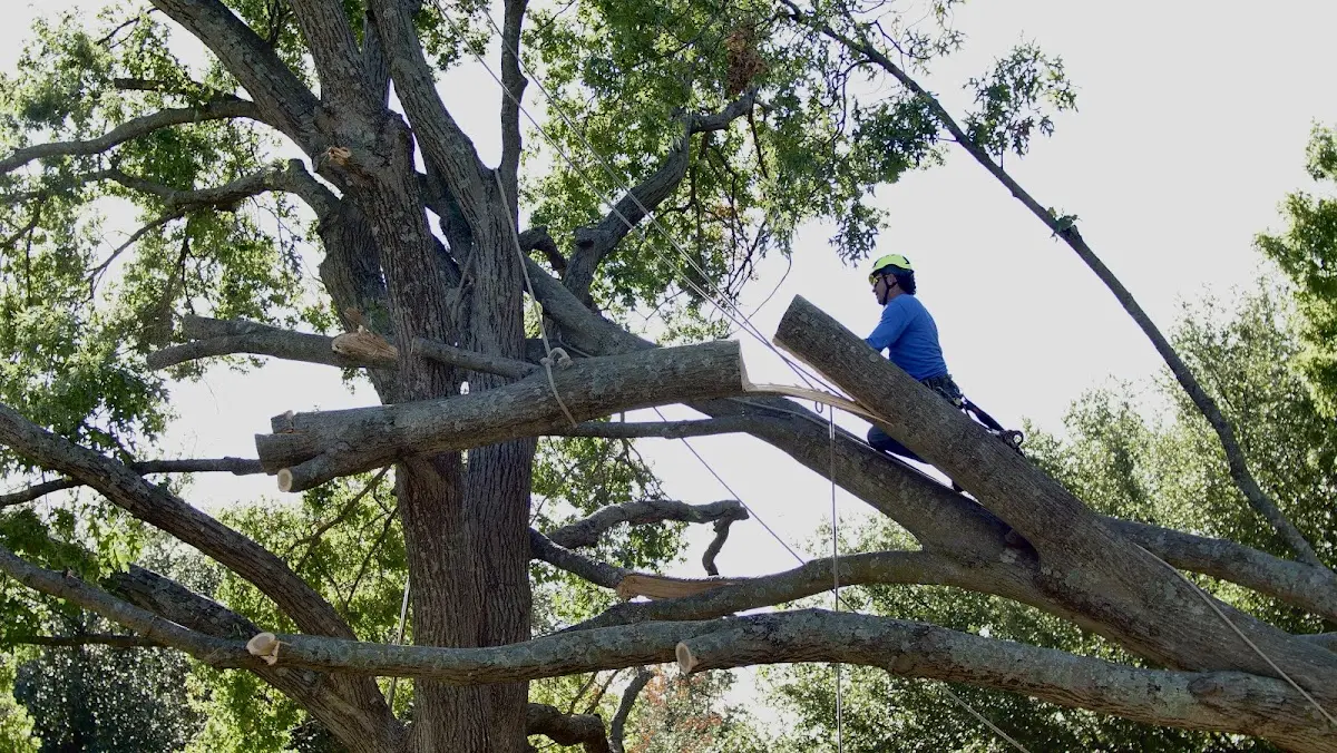 Professional Crown Thinning performed by certified arborists in Lancaster